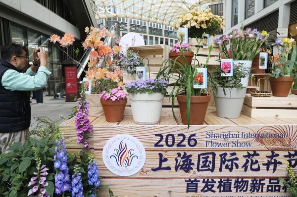 花海人海绘春图，新品种集体亮相！万众期待中，上海国际花卉节今开幕